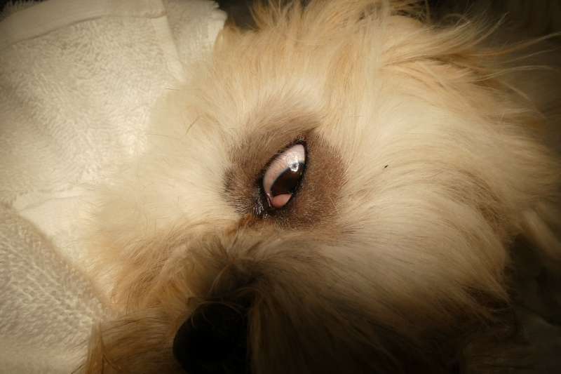 benji1